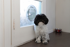 Pet Doors Hutt Valley & Wellington